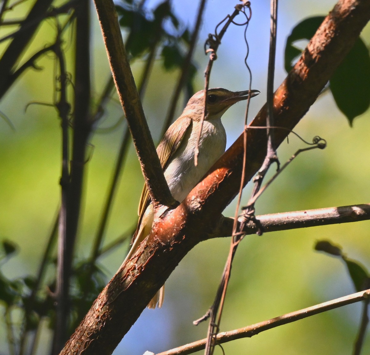 Black-whiskered Vireo - ML637505823