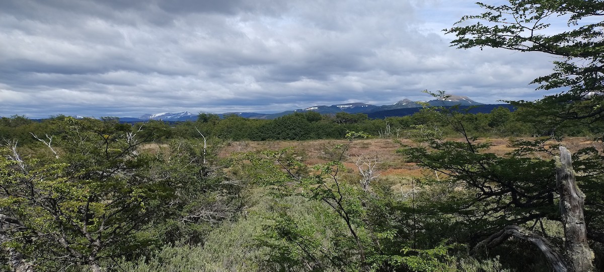 null - ML637505838