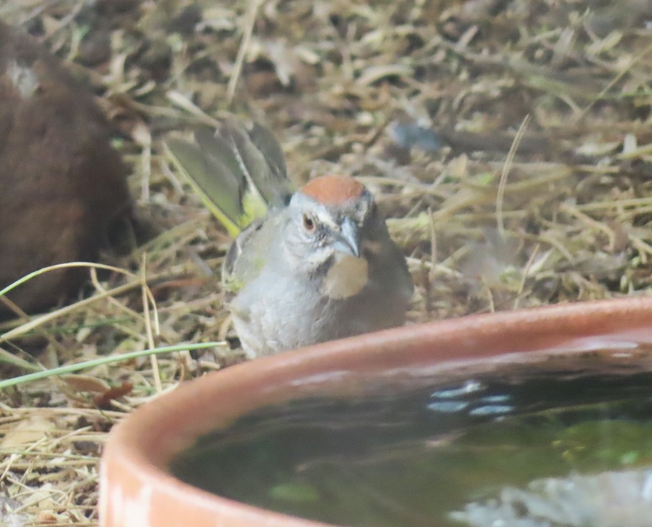 Green-tailed Towhee - ML637505853