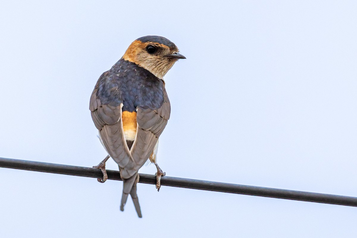 European Red-rumped Swallow - ML637505868