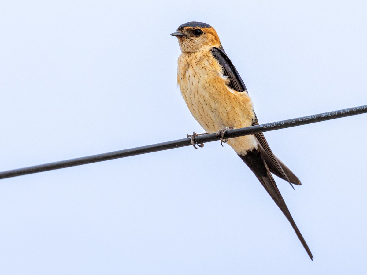 European Red-rumped Swallow - ML637505869