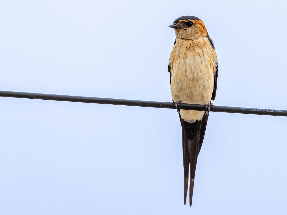 European Red-rumped Swallow - ML637505870