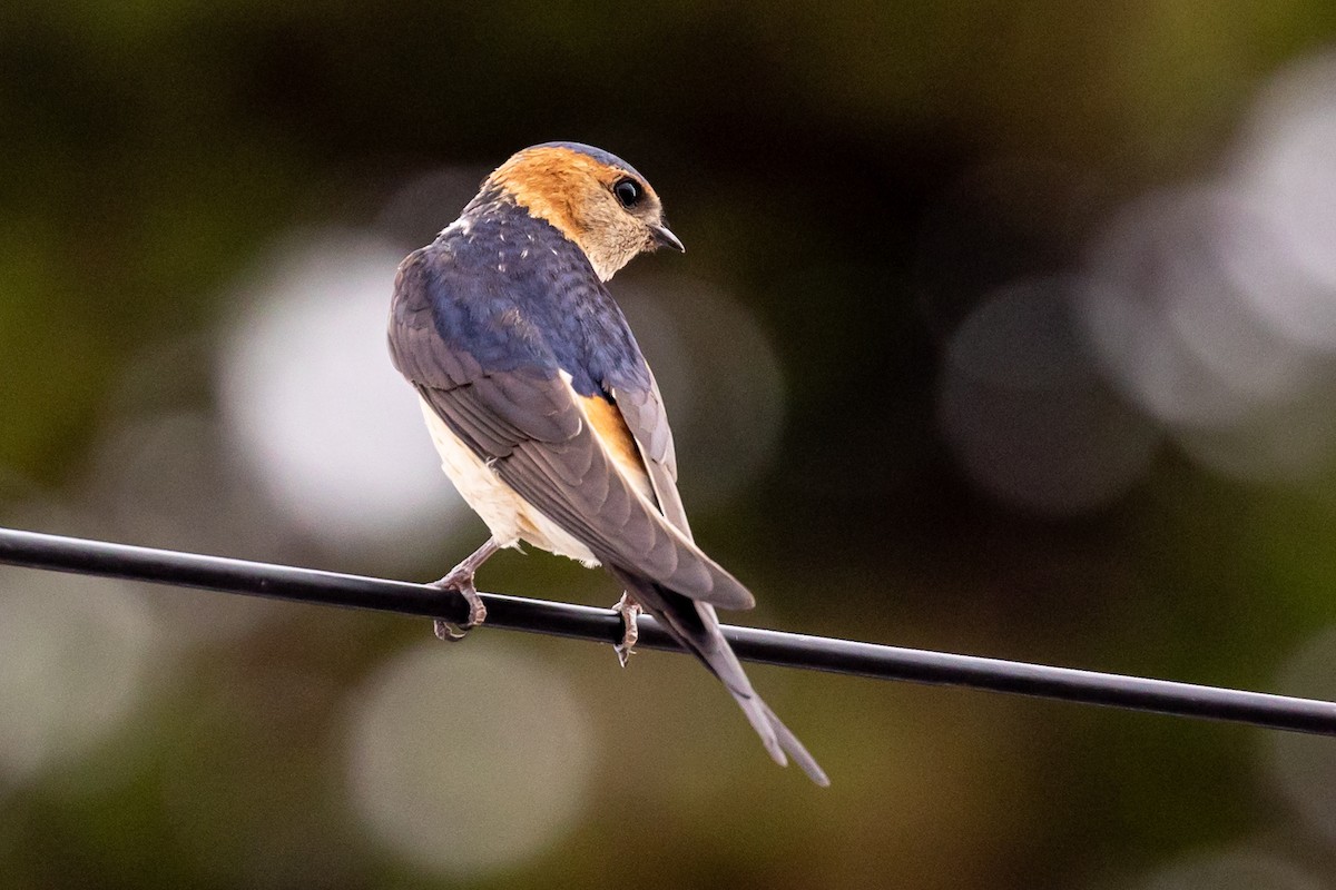 European Red-rumped Swallow - ML637505871