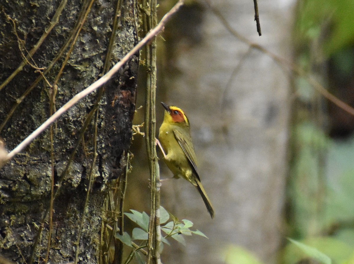 Golden-browed Warbler - ML637505900