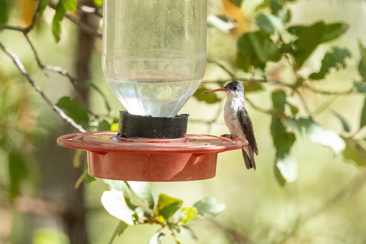 Violet-crowned Hummingbird - ML637505926