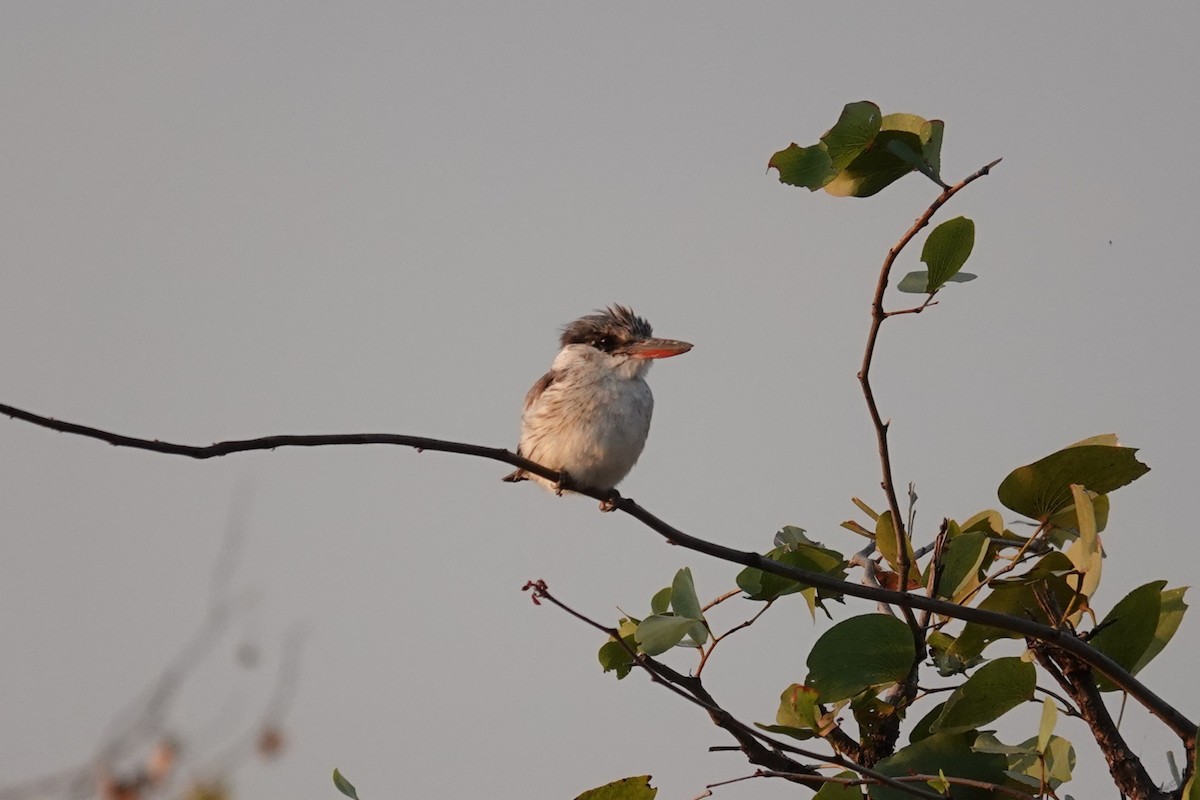Striped Kingfisher - ML637505937