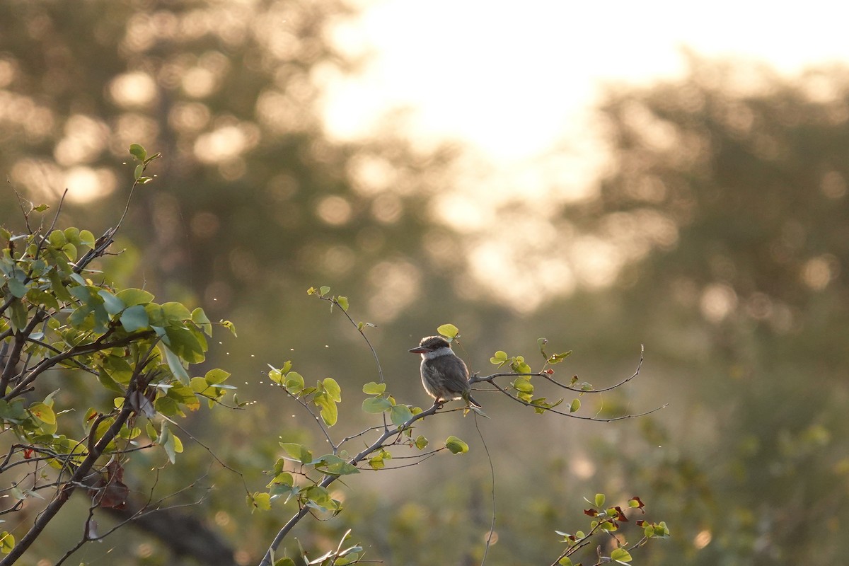 Striped Kingfisher - ML637505938