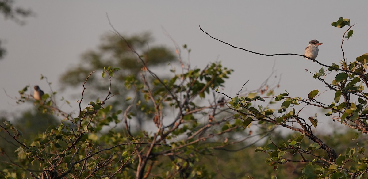 Striped Kingfisher - ML637505939