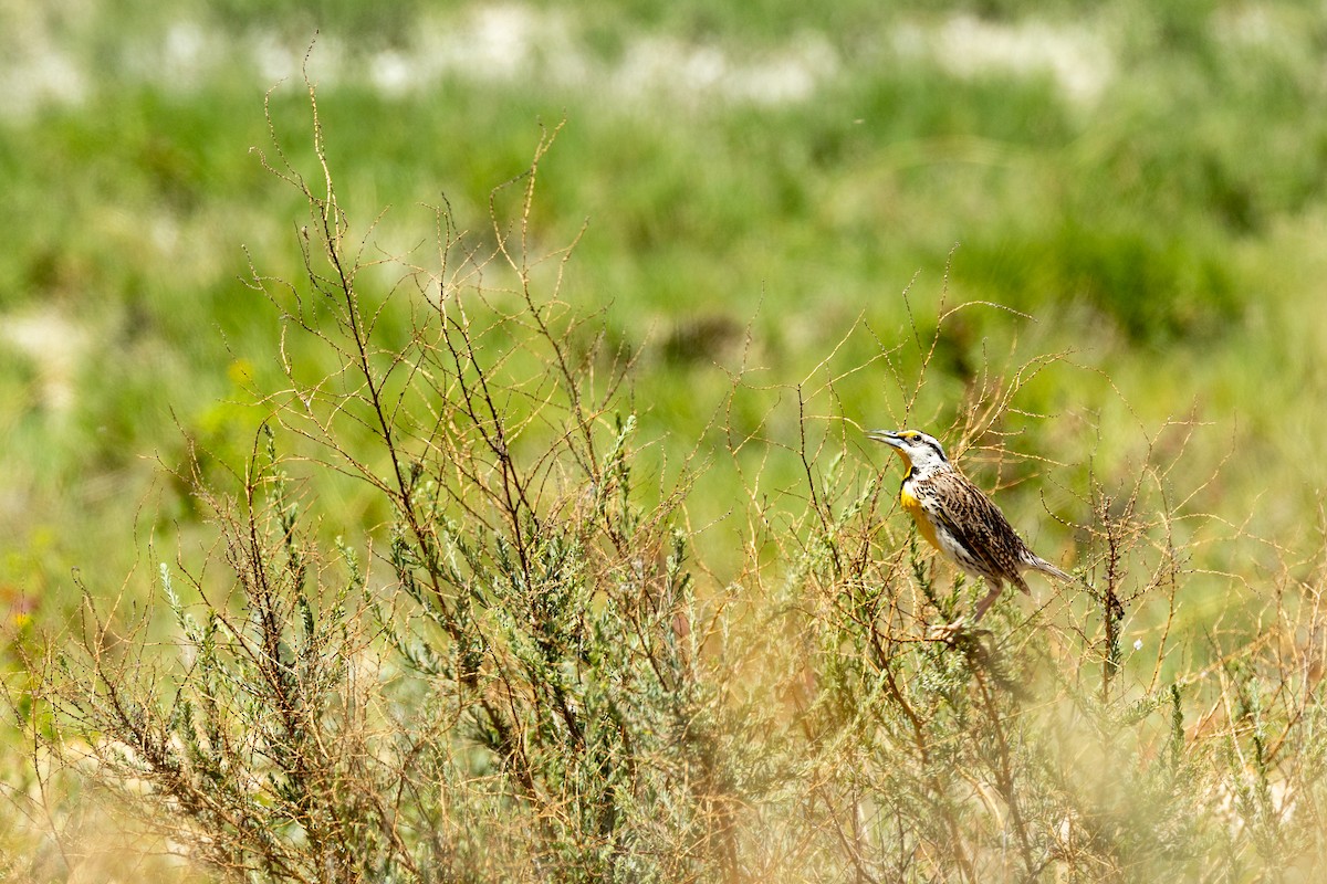 Chihuahuan Meadowlark - ML637505987