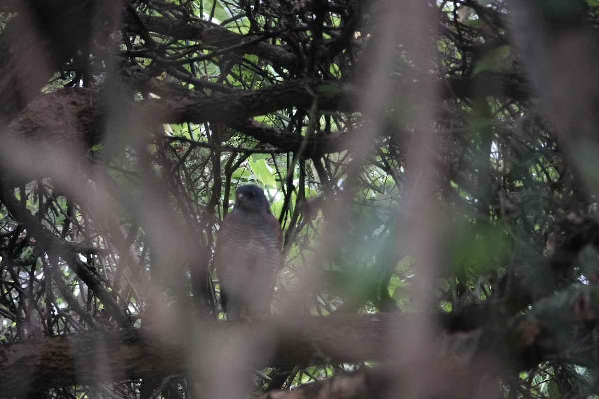 African Goshawk - ML637505993