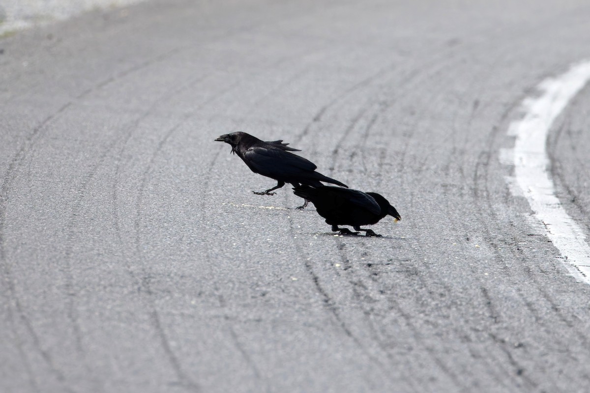 Chihuahuan Raven - ML637506005