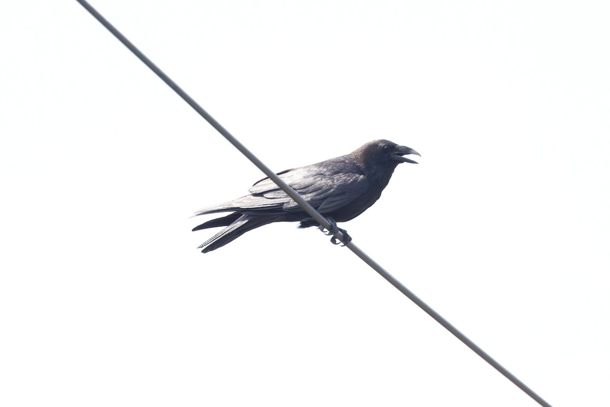 Chihuahuan Raven - ML637506006