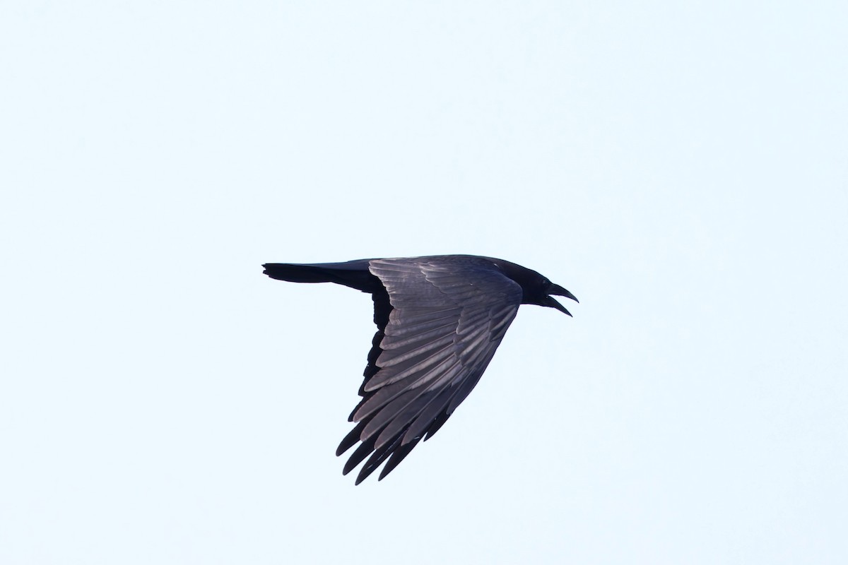 Chihuahuan Raven - ML637506009