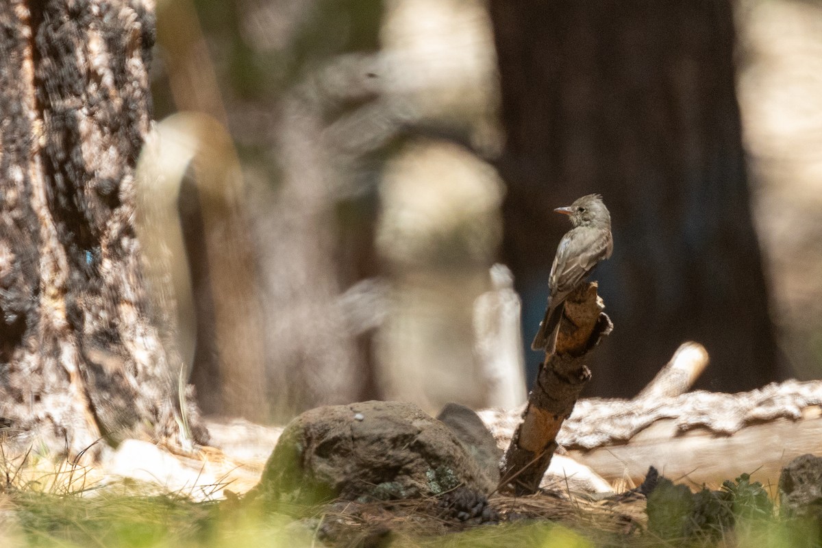 Greater Pewee - ML637506094