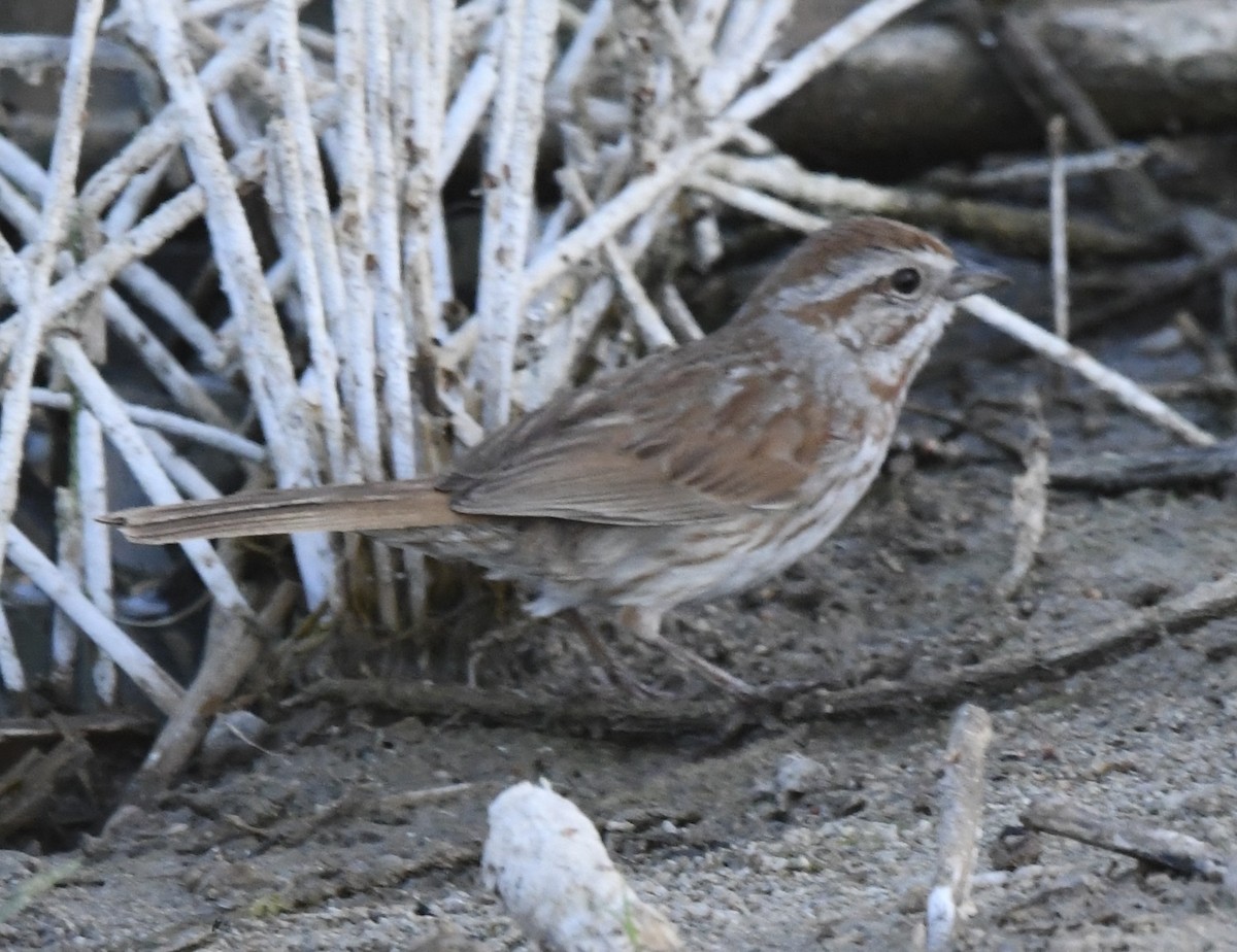 Song Sparrow (fallax Group) - ML637506097