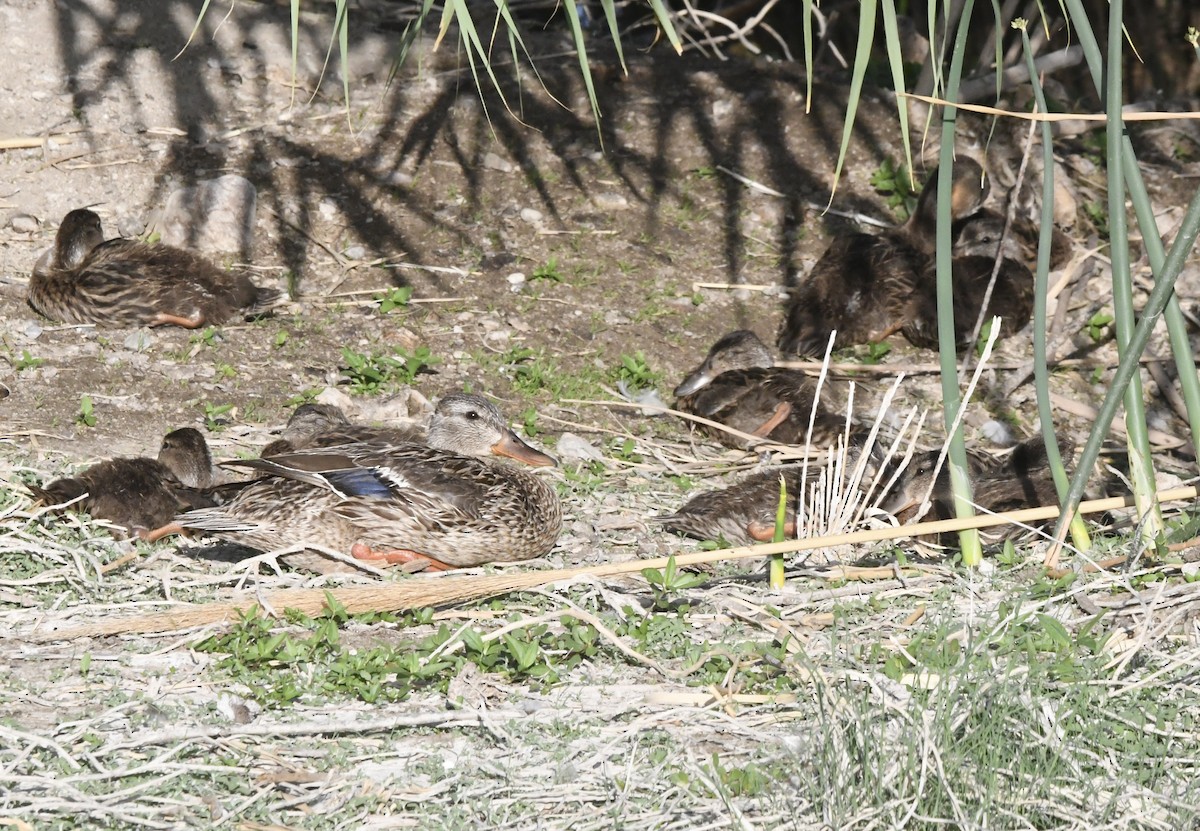 Mallard - ML637506109