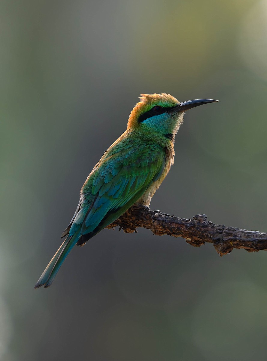 Asian Green Bee-eater - ML637506110