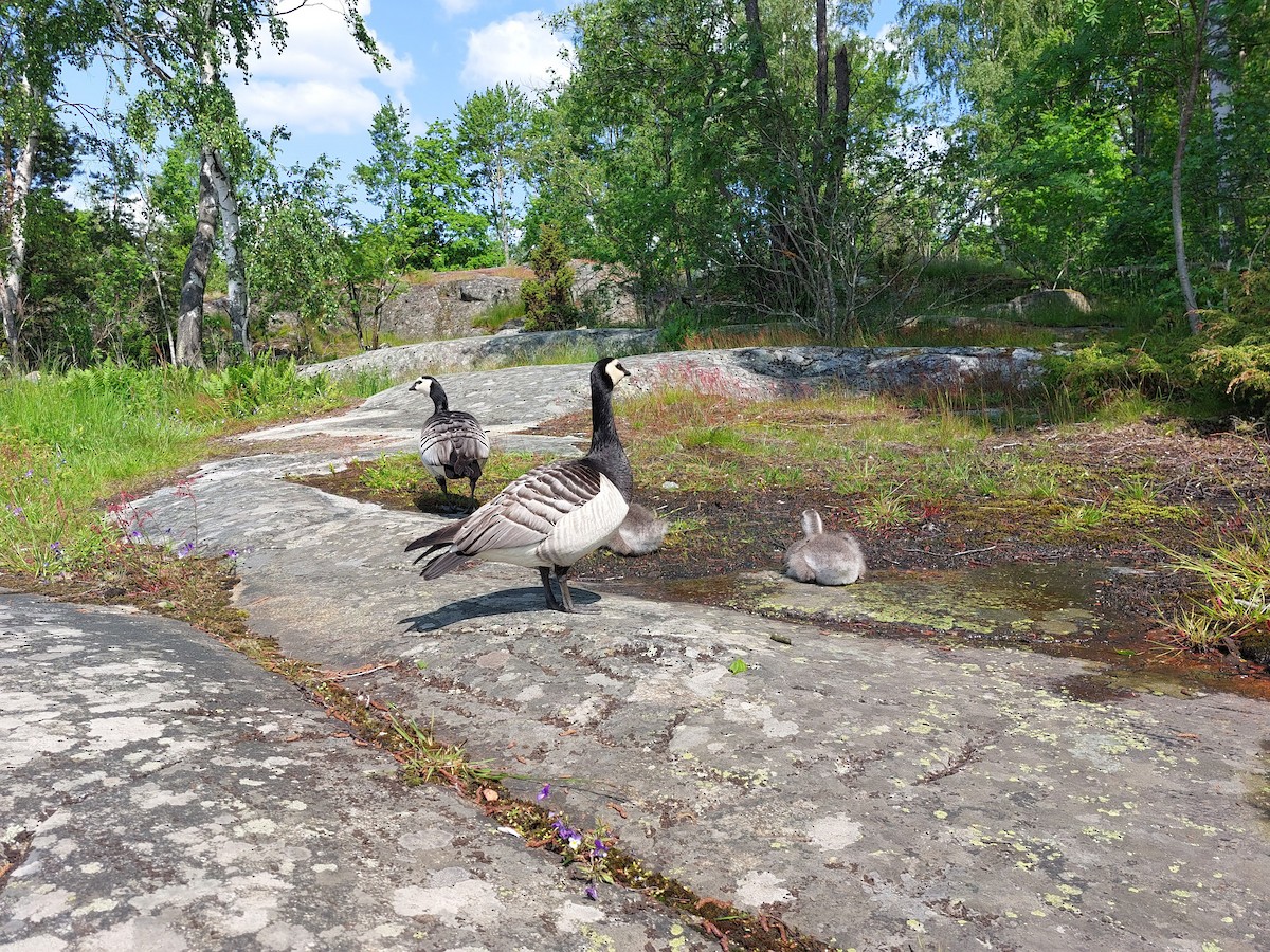 Barnacle Goose - ML637506125