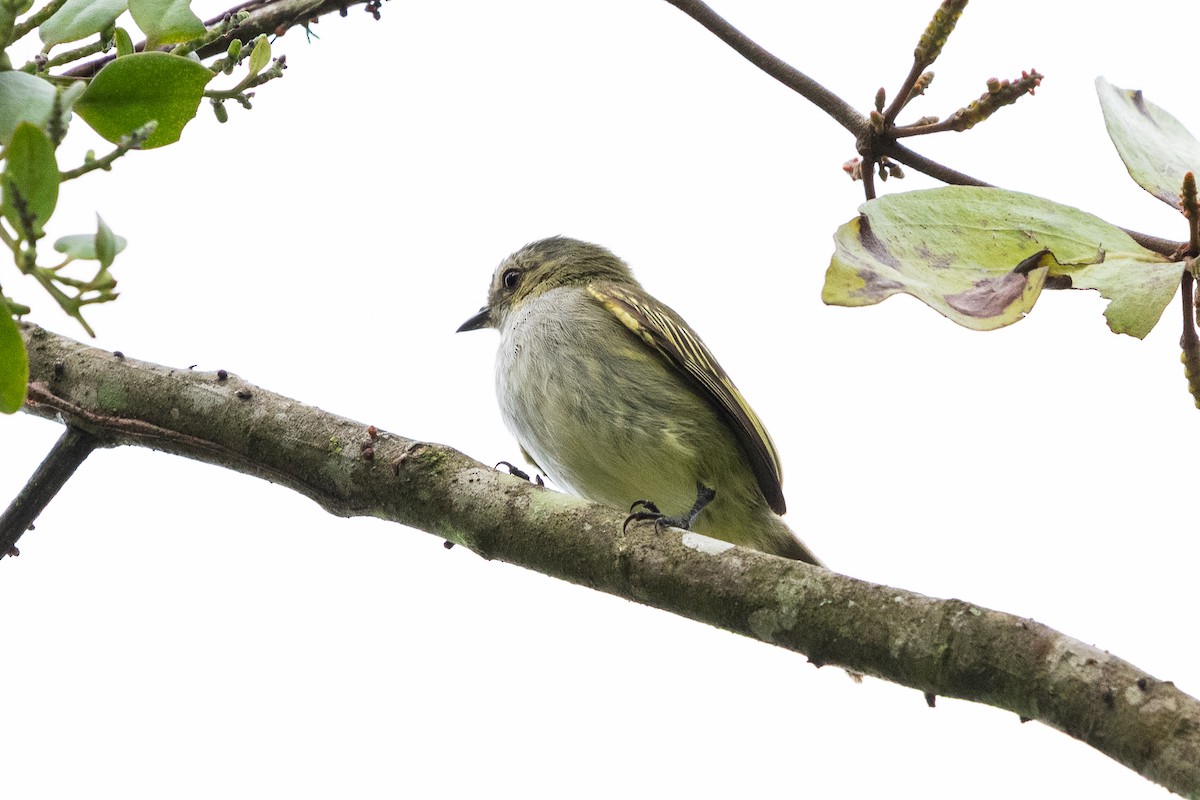 Mistletoe Tyrannulet - ML637506136