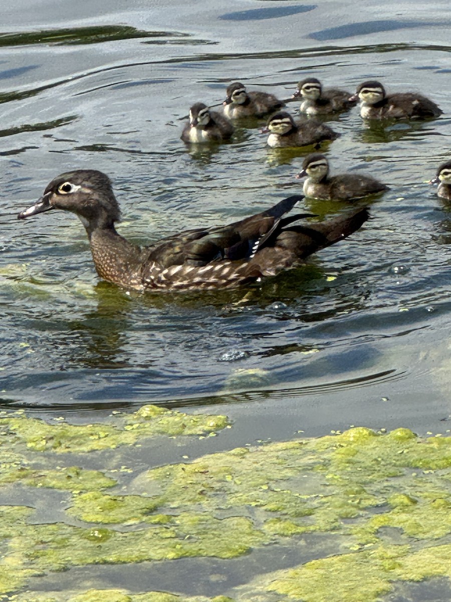 Wood Duck - ML637506142