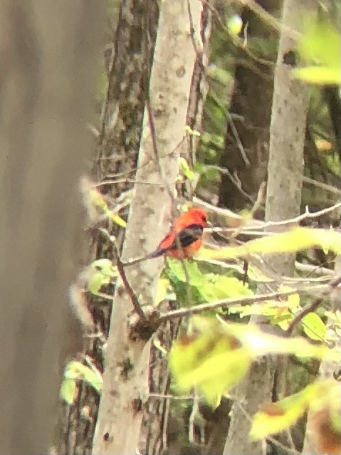 Scarlet Tanager - ML637506166