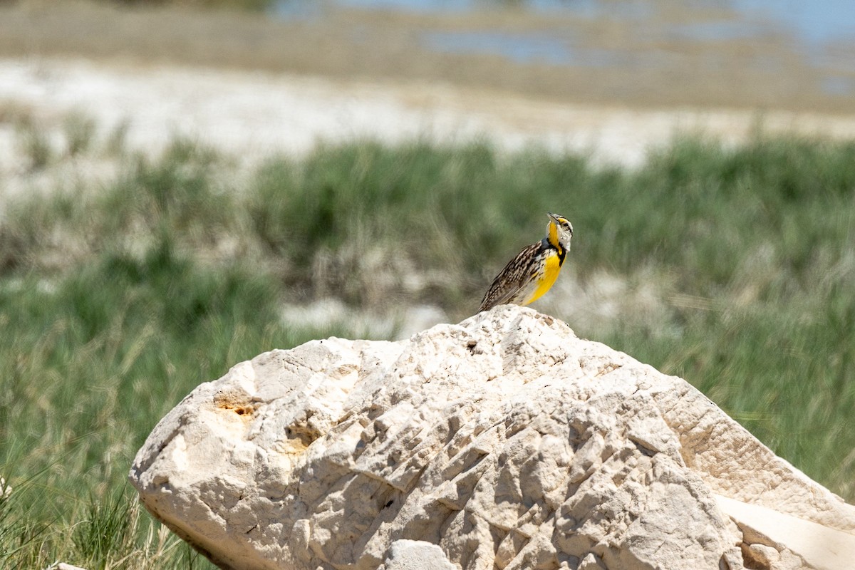 Chihuahuan Meadowlark - ML637506185