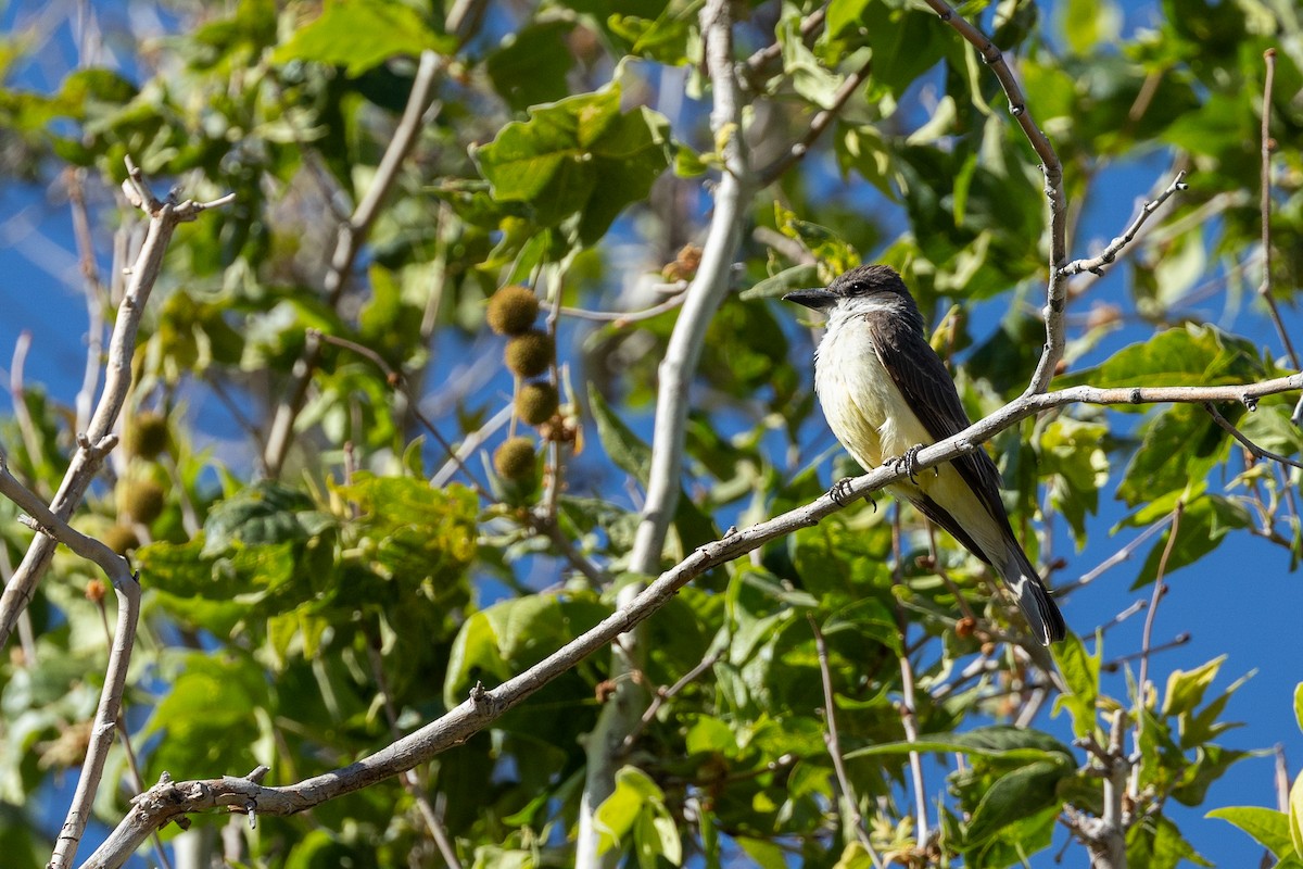 Thick-billed Kingbird - ML637506196