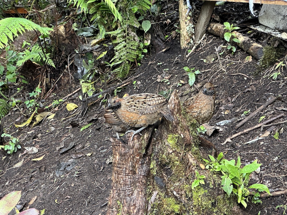 Spotted Wood-Quail - ML637506199