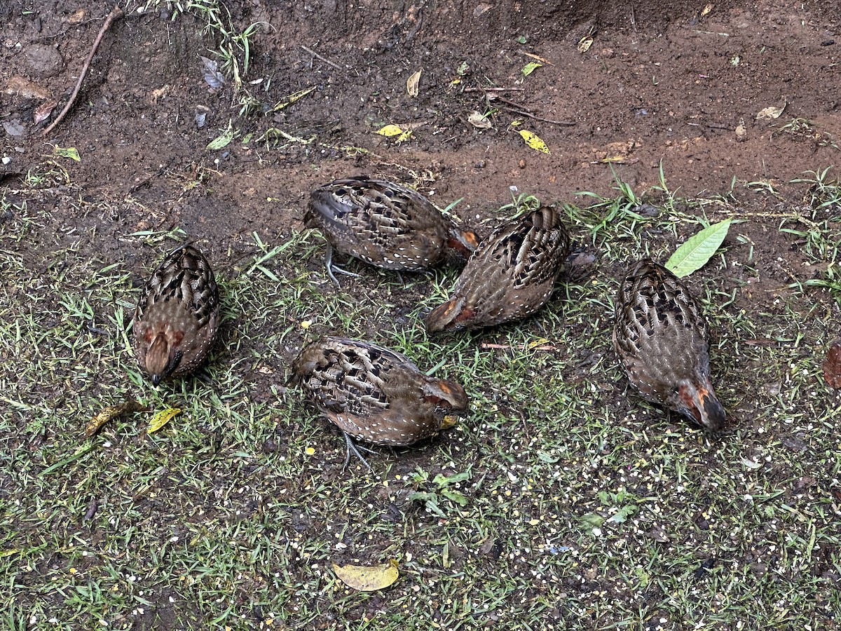 Spotted Wood-Quail - ML637506200