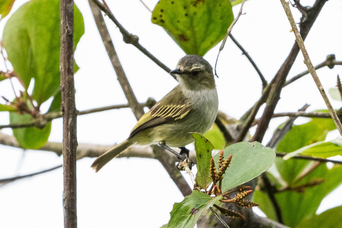 Mistletoe Tyrannulet - ML637506208