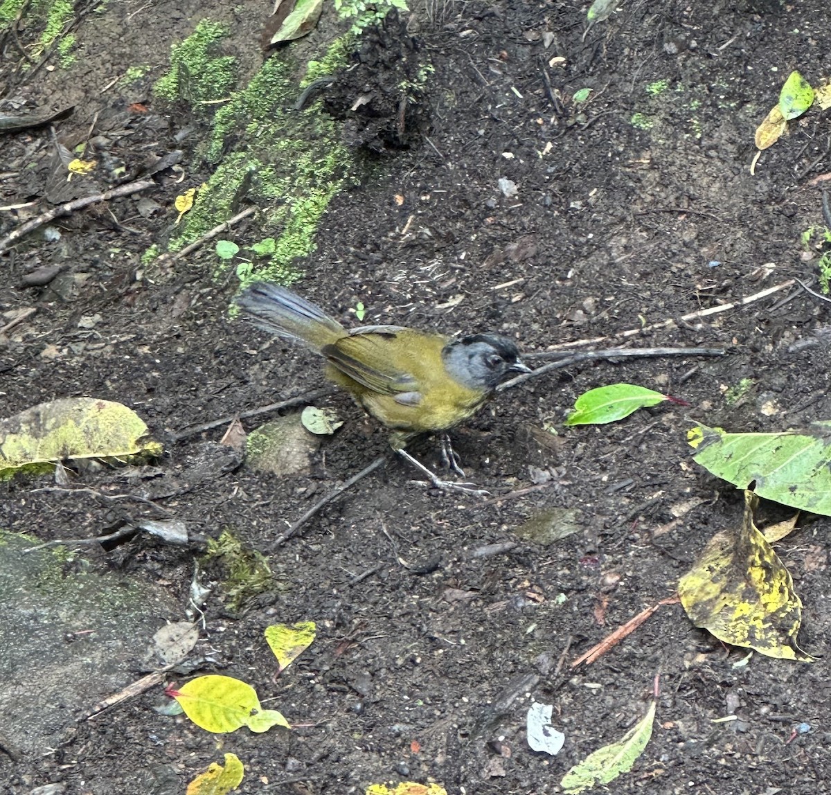 Large-footed Finch - ML637506221