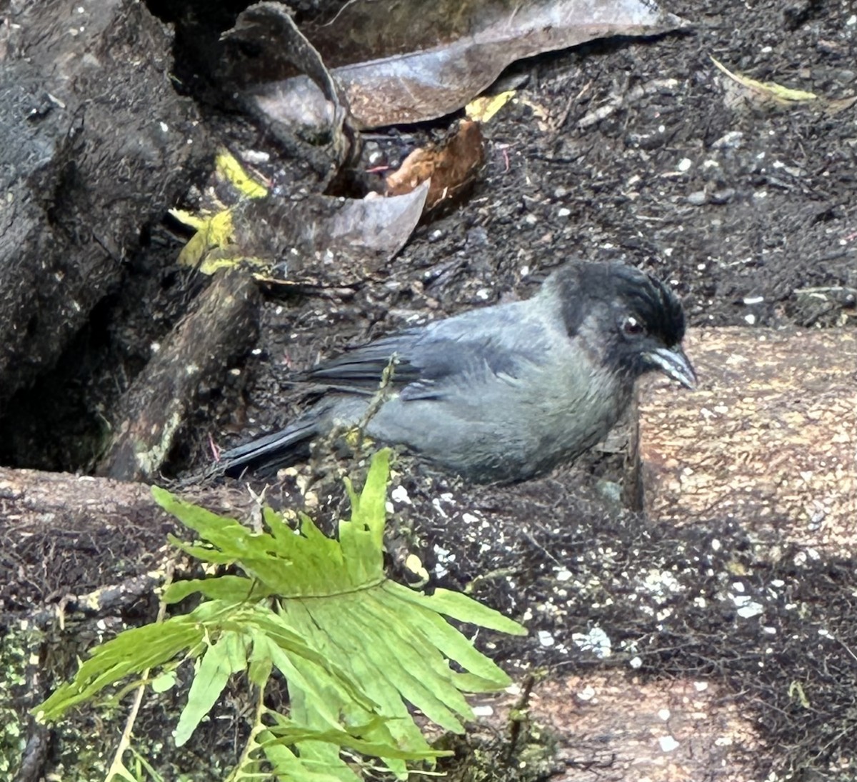 Yellow-thighed Brushfinch - ML637506241