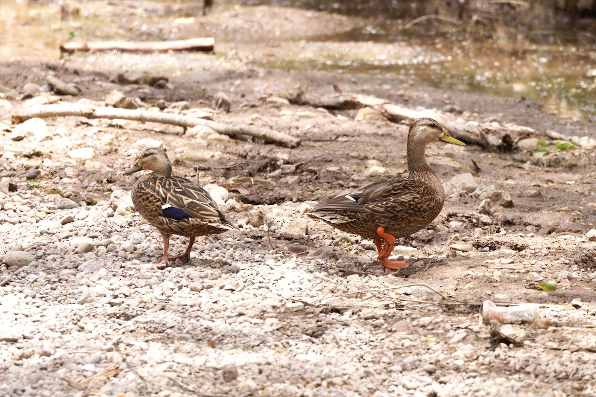 Mexican Duck - ML637506287