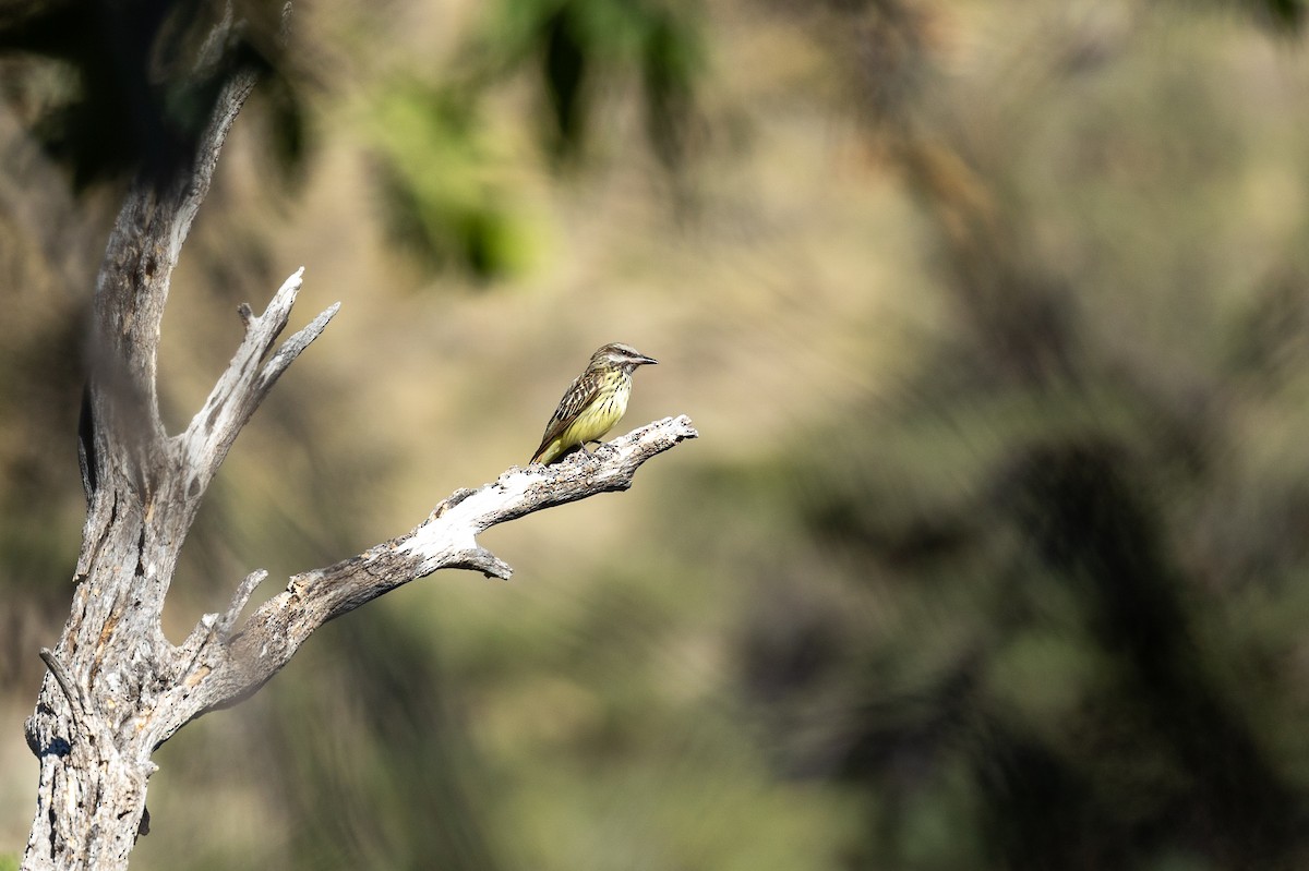 Sulphur-bellied Flycatcher - ML637506293