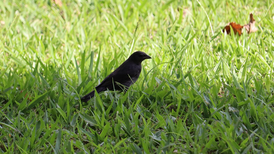 Shiny Cowbird - ML637506354