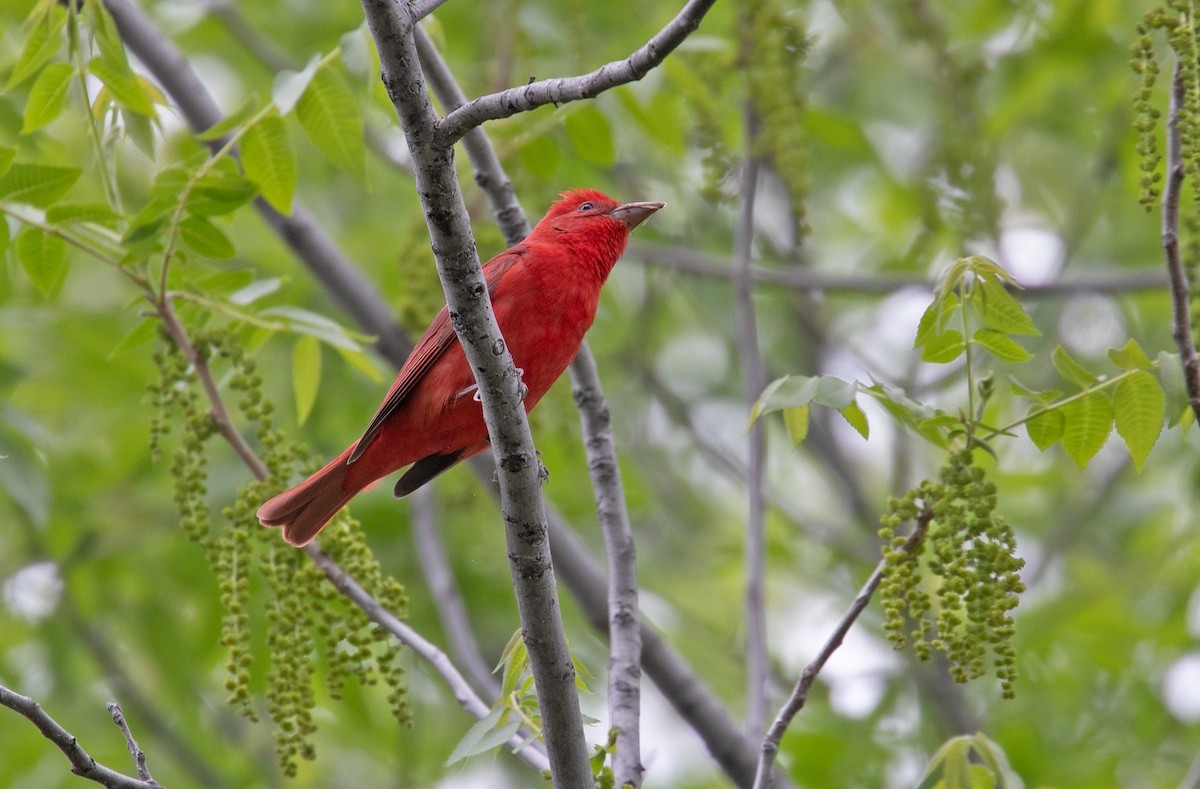 Summer Tanager - ML637506384