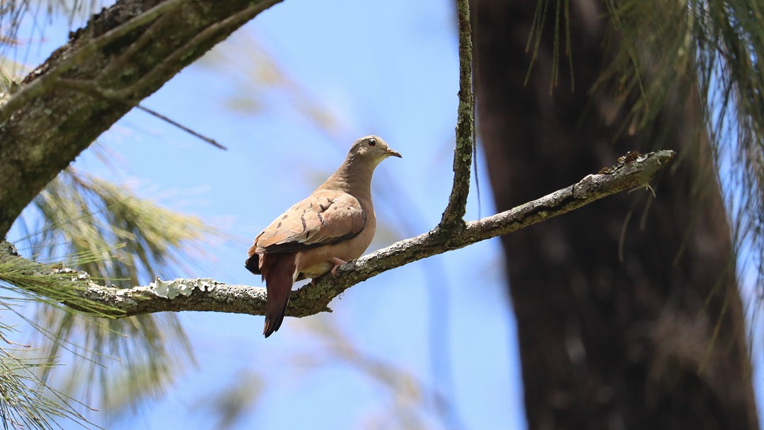 Ruddy Ground Dove - ML637506387