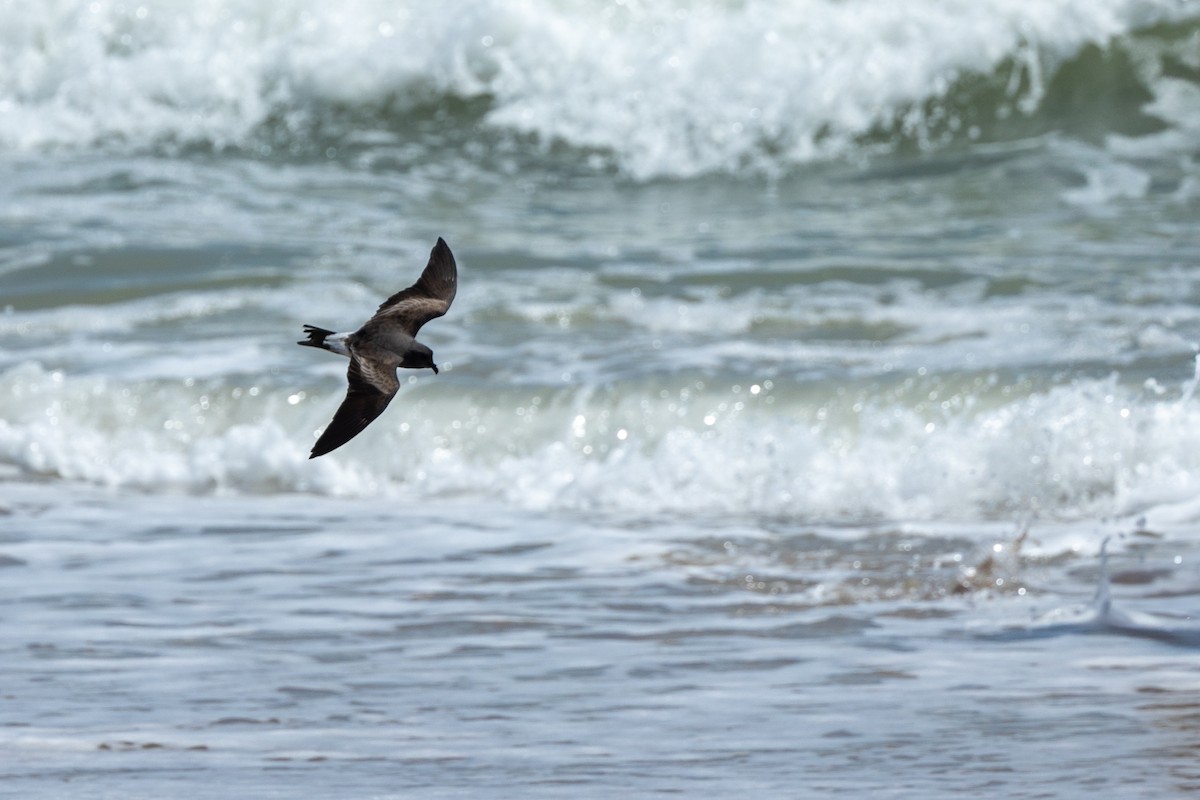 Leach's Storm-Petrel - ML637506388