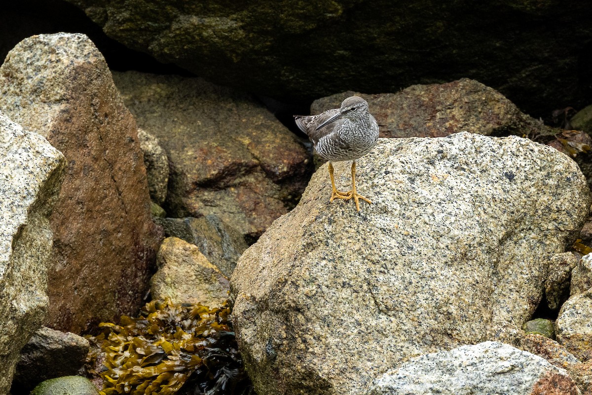 Wandering Tattler - ML637506538