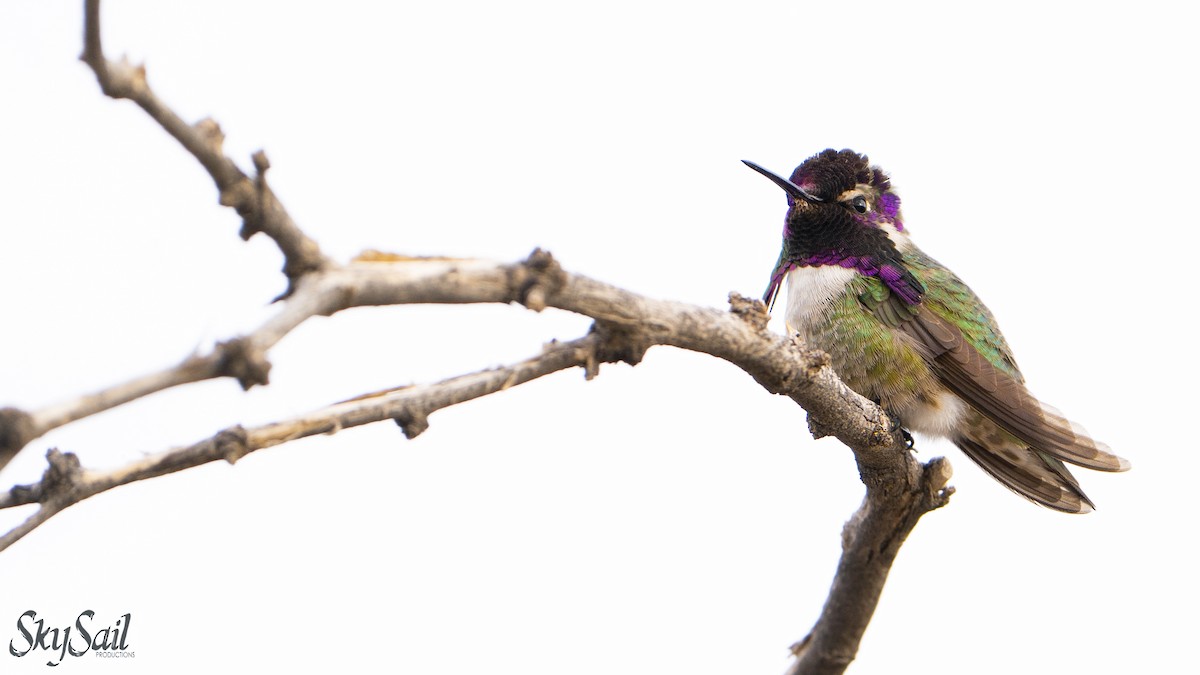 Costa's Hummingbird - ML637506546