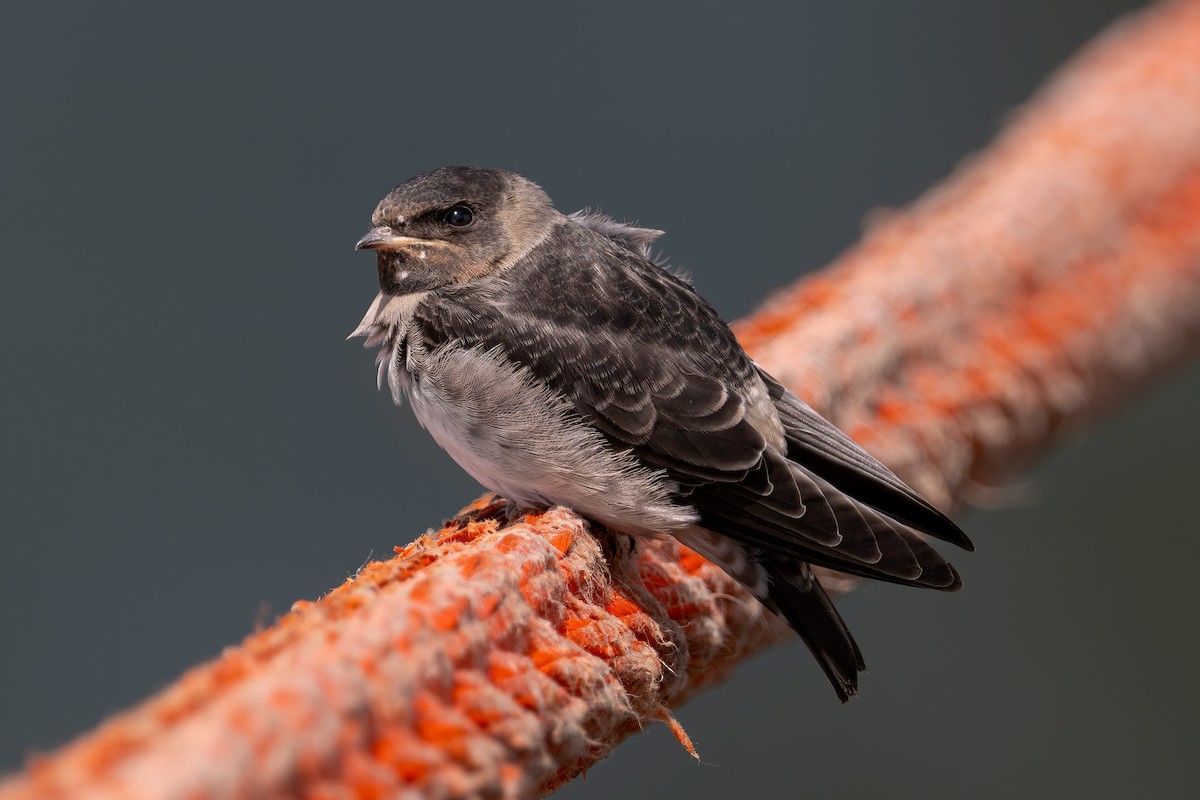 Purple Martin - ML637506561