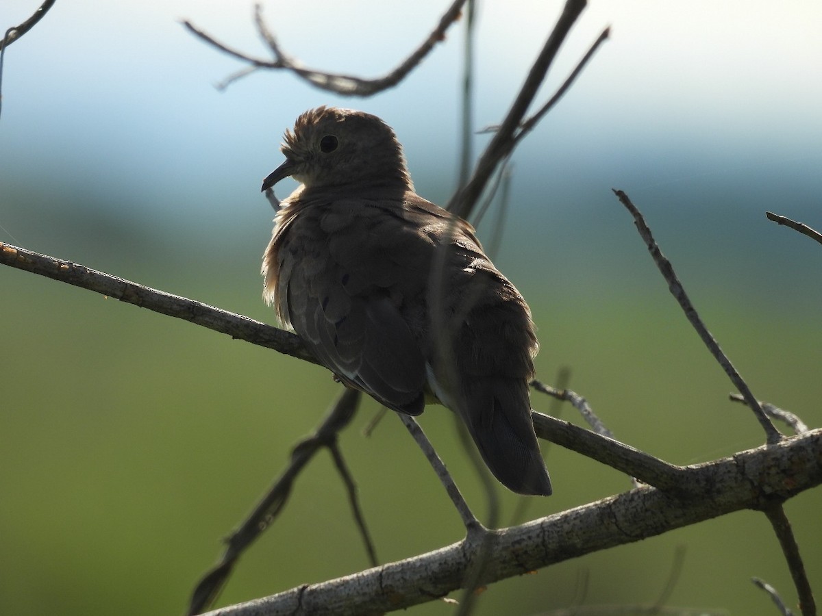 Plain-breasted Ground Dove - ML637506585