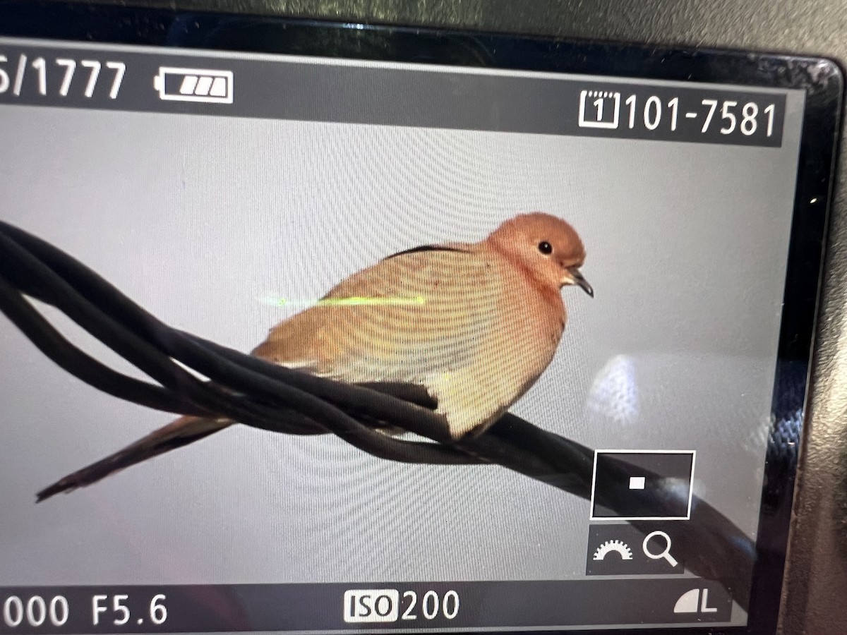 Laughing Dove - ML637506592