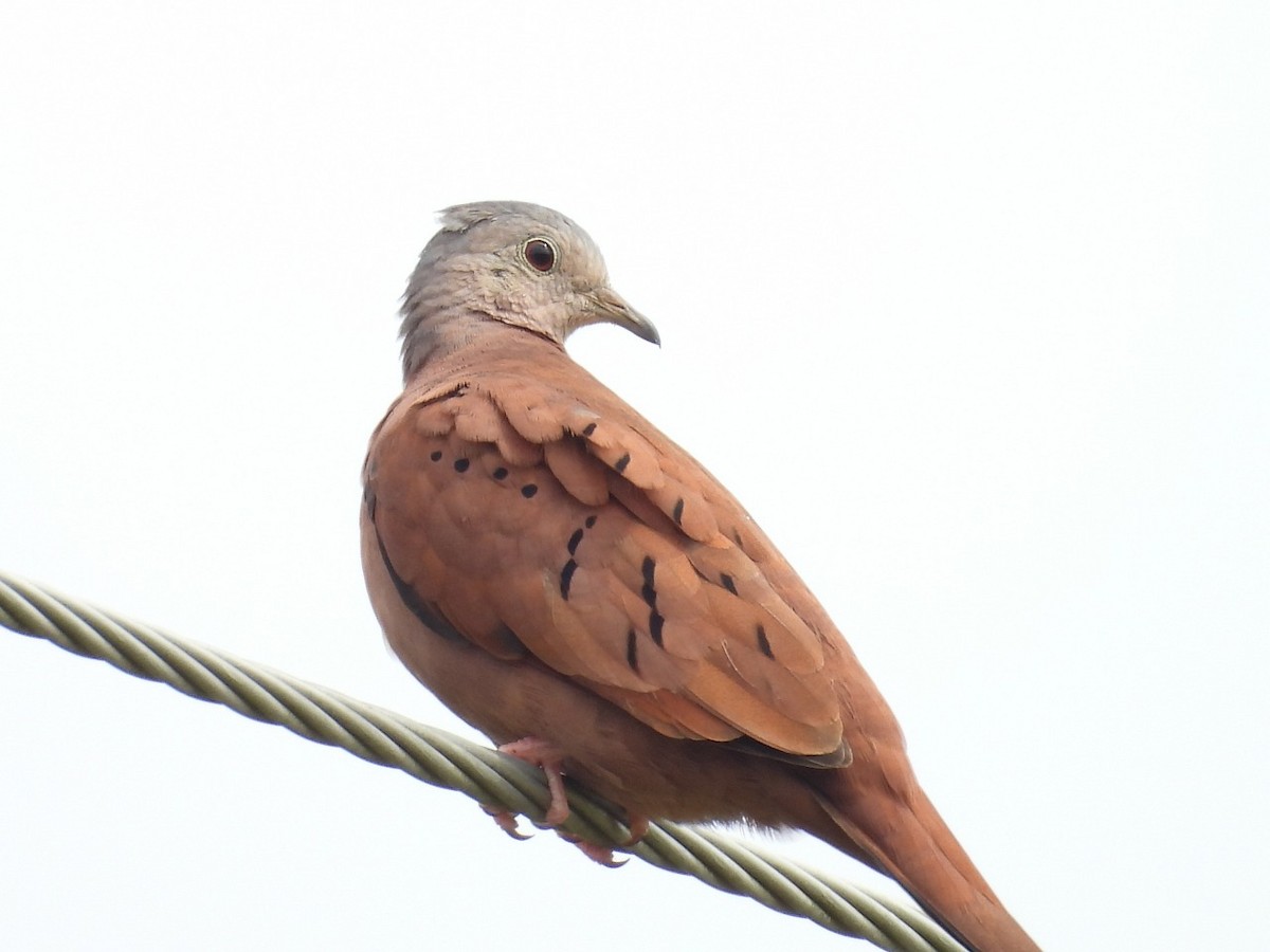 Ruddy Ground Dove - ML637506612