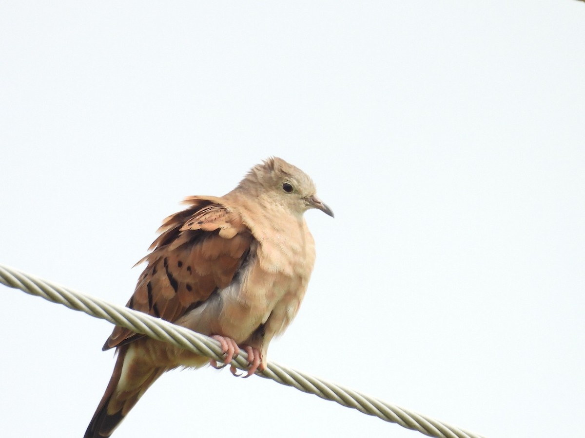 Ruddy Ground Dove - ML637506613