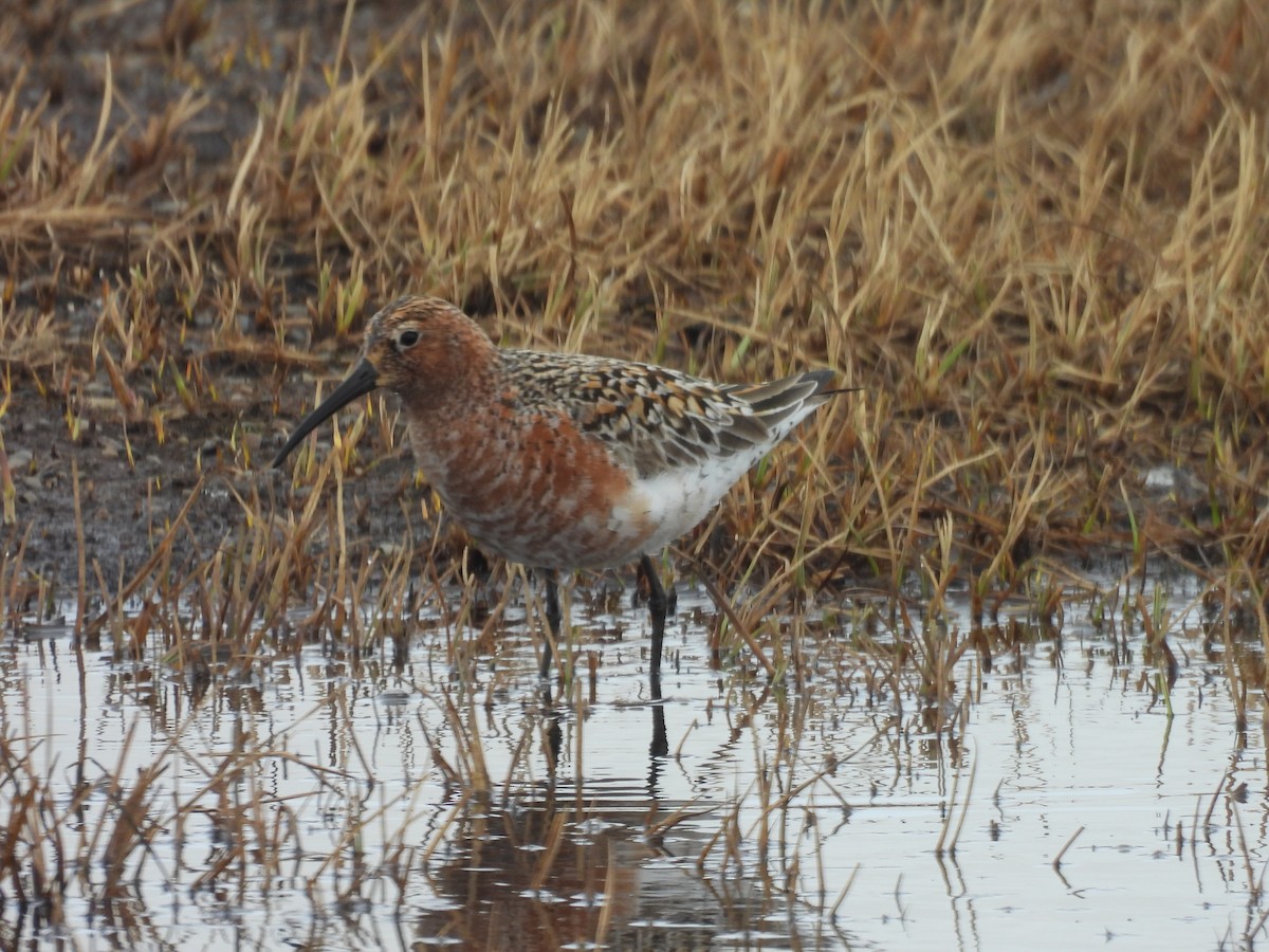 Curlew Sandpiper - ML637506615