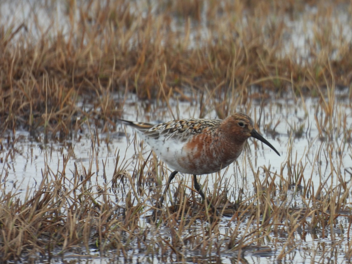Curlew Sandpiper - ML637506616