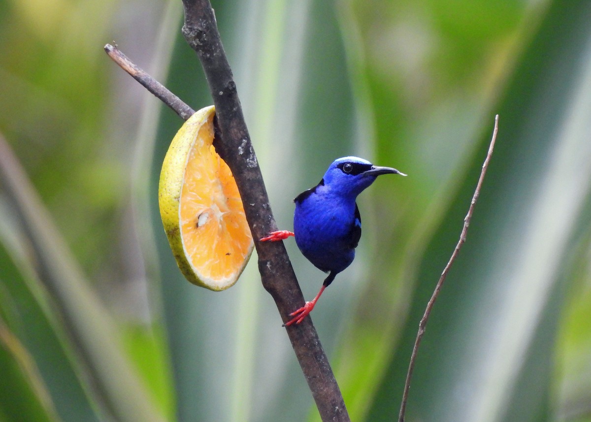 Red-legged Honeycreeper - ML637506625