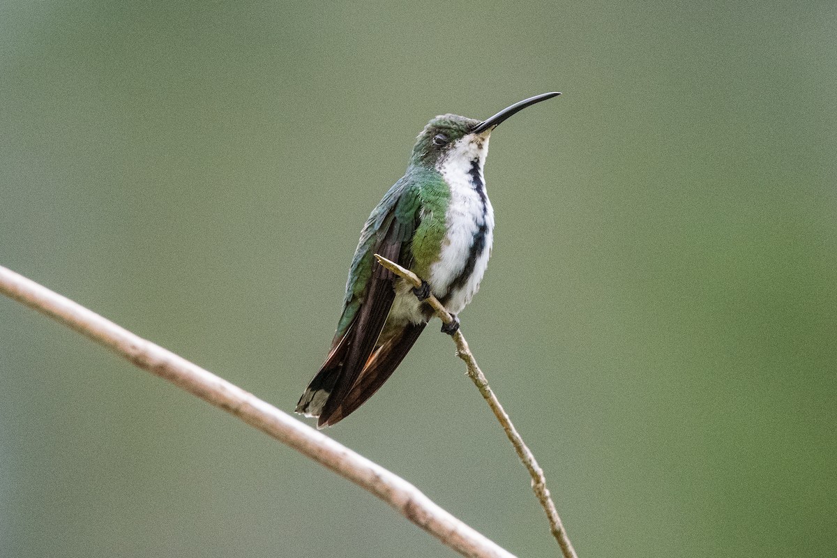 Green-breasted Mango - ML637506628