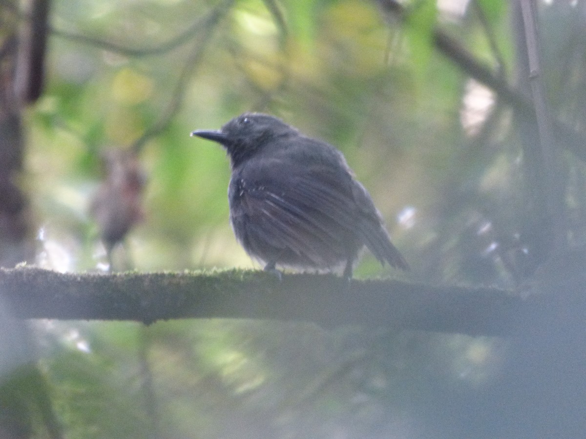 Plumbeous Antvireo - ML637506645
